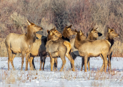 Cow Elk Group