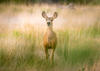 Mule Deer