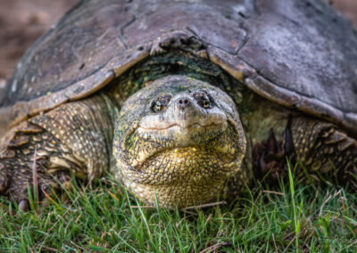 Snapping Turtle