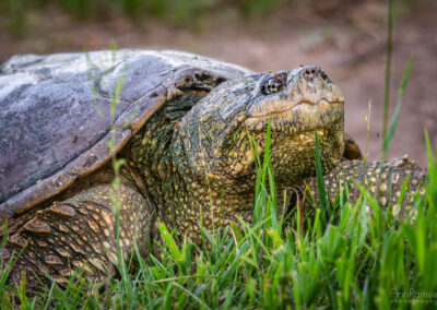Snapping Turtle